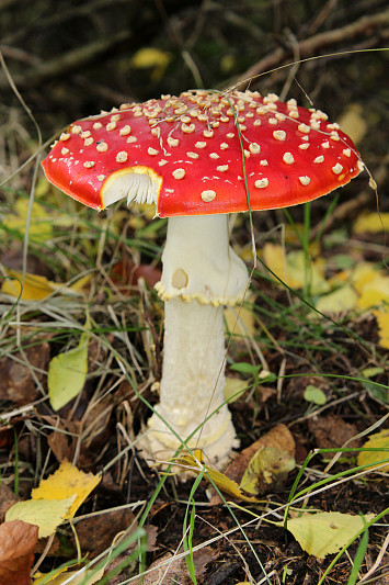Zavírání studánek